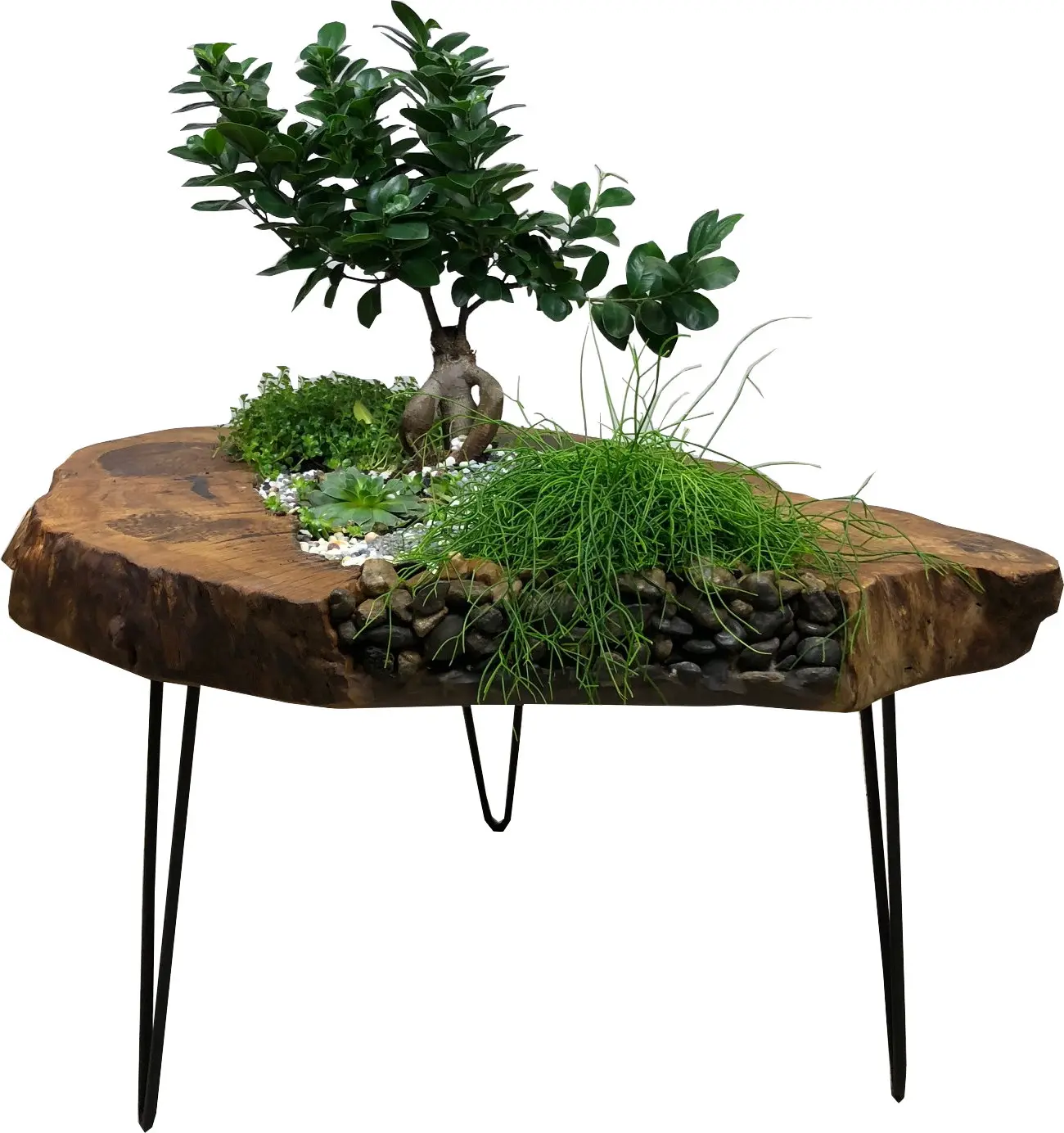 Botanik Lounge Deko Tisch Massivholz Unikat