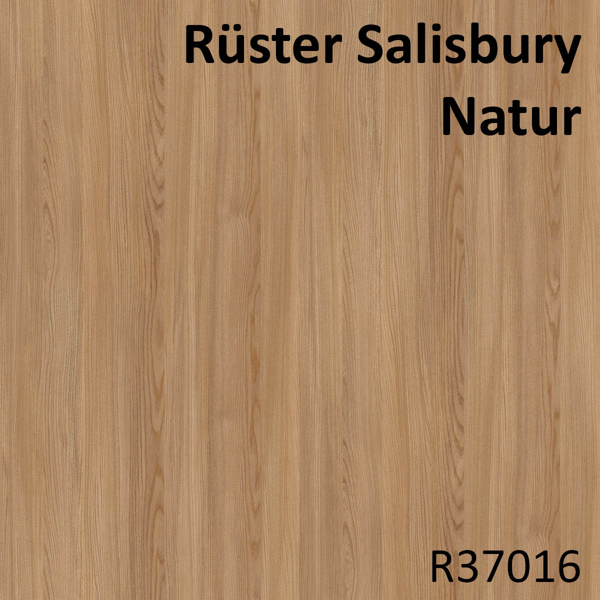 Rüster Salisbury Natur - R37016